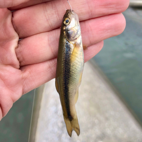 アブラハヤの釣果