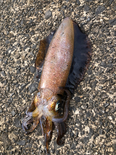 アオリイカの釣果