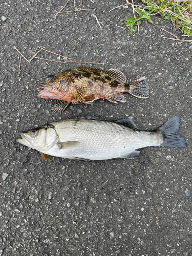 ヒラスズキの釣果