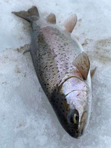 ニジマスの釣果