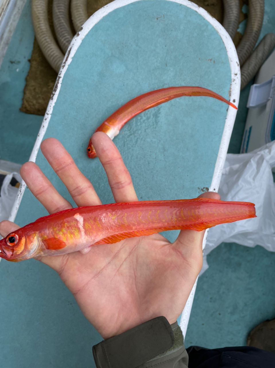 釣好きFarmer! あしさんの釣果 2枚目の画像