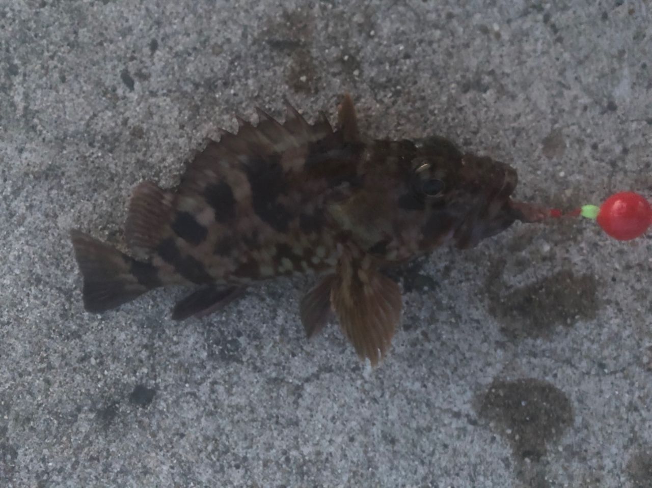 カサゴ