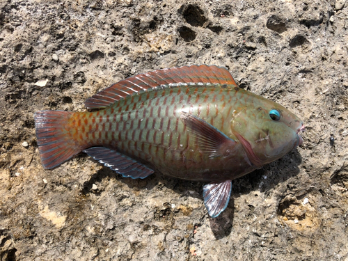 イラブチャーの釣果