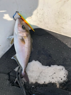 カンパチの釣果