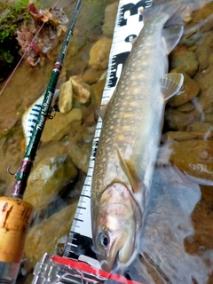 イワナの釣果