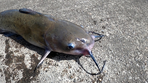 アメリカナマズの釣果