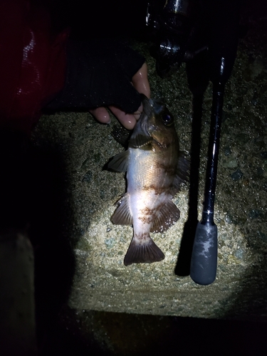 メバルの釣果