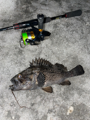 クロソイの釣果