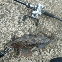 アイナメの釣果