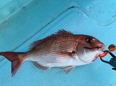 マダイの釣果