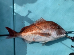 マダイの釣果