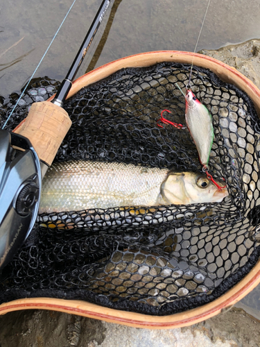 ウグイの釣果