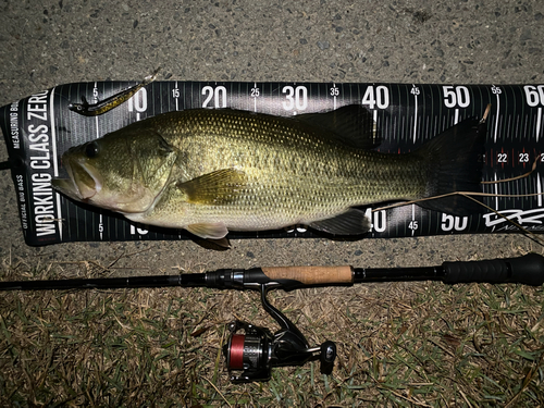 ブラックバスの釣果