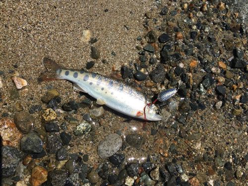 ヤマメの釣果