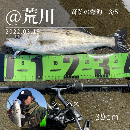 シーバスの釣果