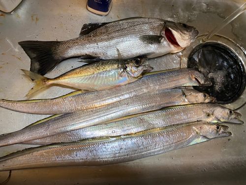 タチウオの釣果