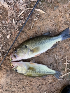 ブラックバスの釣果