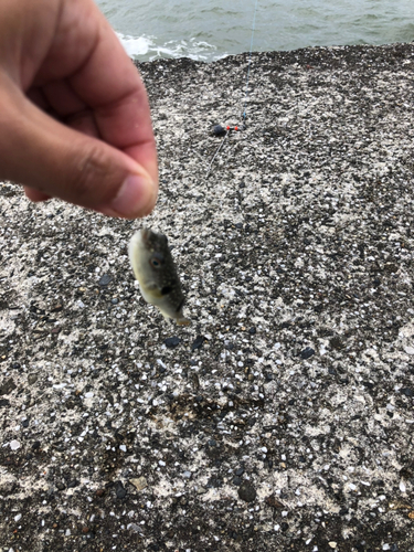 クサフグの釣果