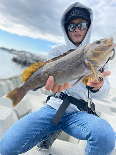 アイナメの釣果