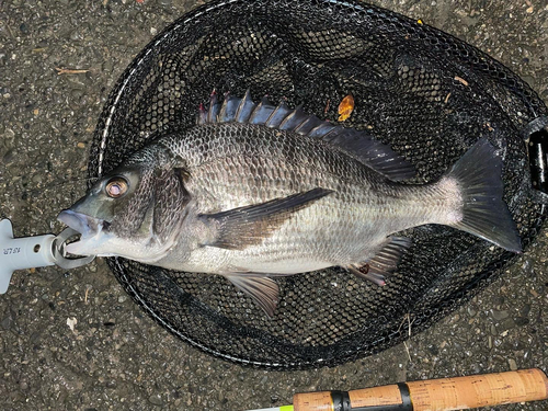 クロダイの釣果