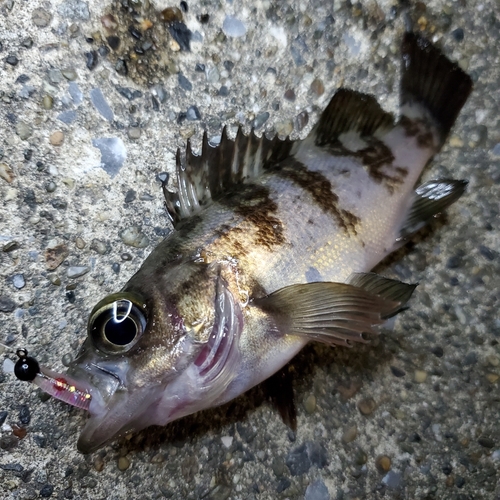 メバルの釣果