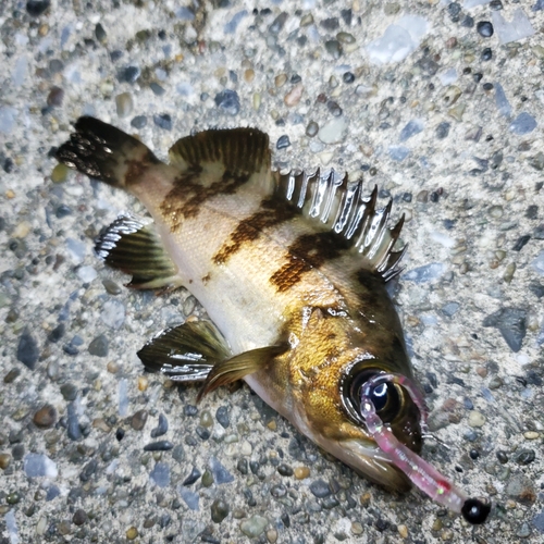 メバルの釣果