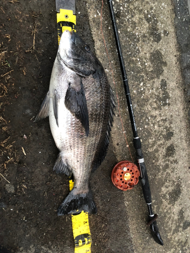 クロダイの釣果