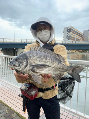 チヌの釣果