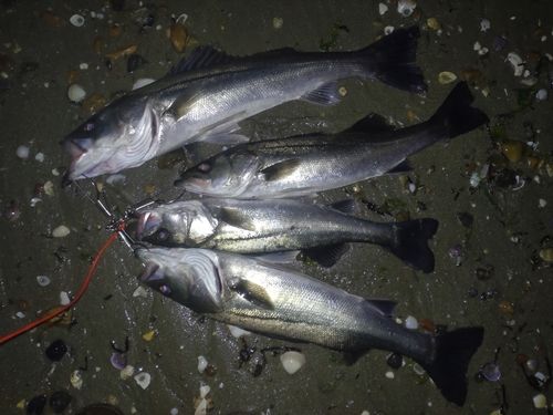 シーバスの釣果