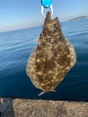 ヒラメの釣果