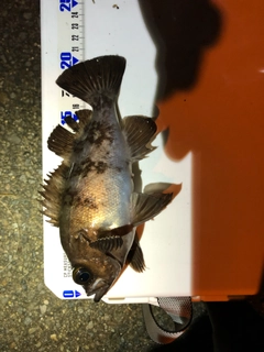 メバルの釣果