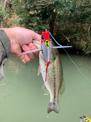 ラージマウスバスの釣果