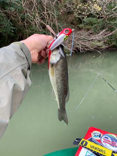 ラージマウスバスの釣果