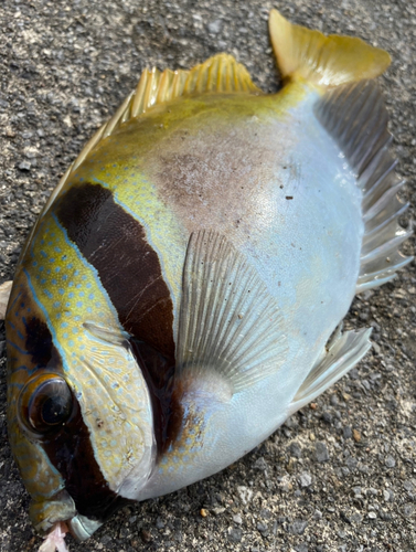 ヒメアイゴの釣果