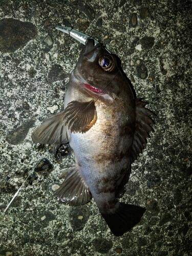 メバルの釣果