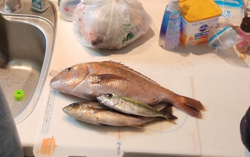 マダイの釣果