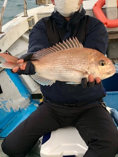 マダイの釣果