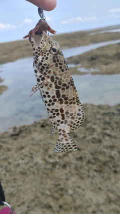 イシミーバイの釣果