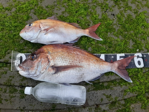 マダイの釣果