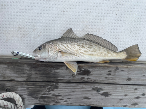 ニベの釣果