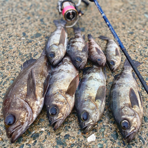 メバルの釣果