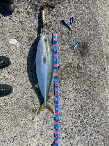 ブリの釣果