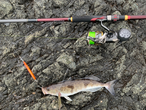 ホッケの釣果