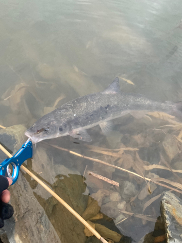 マルタウグイの釣果