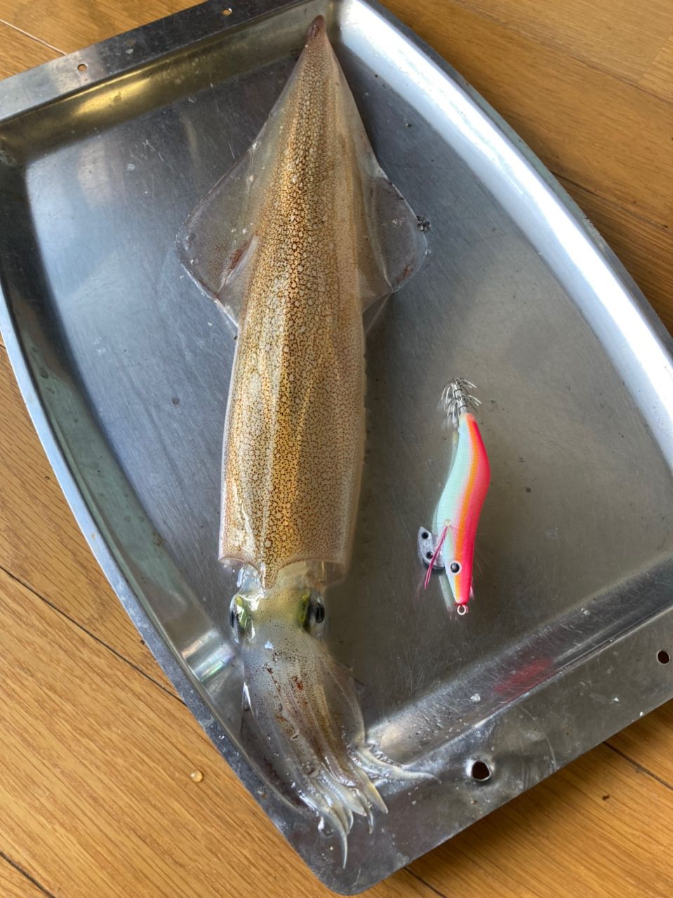ヤリイカ