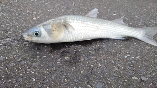 ボラの釣果