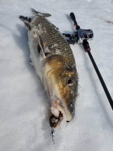 ニゴイの釣果