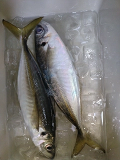 マアジの釣果