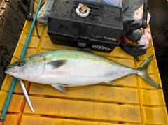 ハマチの釣果