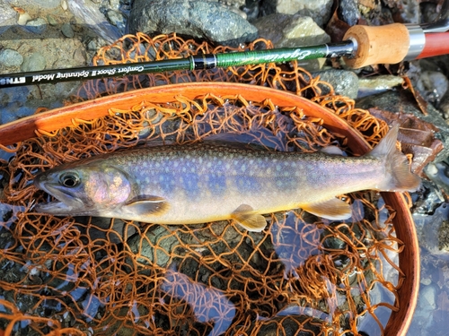 イワナの釣果